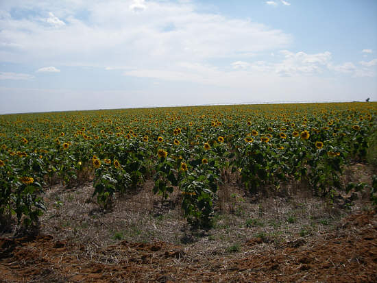  24 sunflower field 