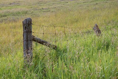 bob wire and the fence posts