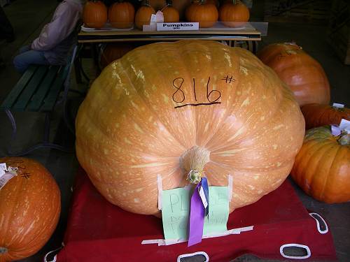 23 Big Pumpkin