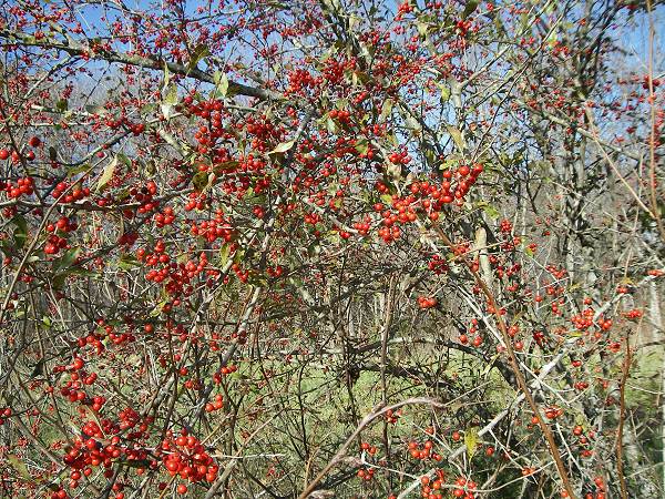 17 Deciduous Holly Tree