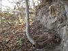 34 Cave Bluff - Knarled Tree