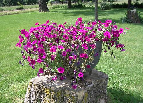 49 Red Petunias