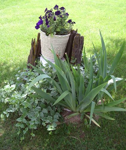 50 Blue Petunias