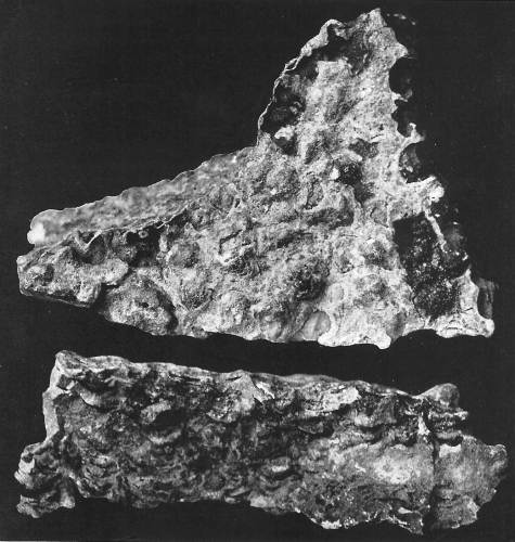 16 Curling Structure in Dolomite of the St. Elizabeth Formation