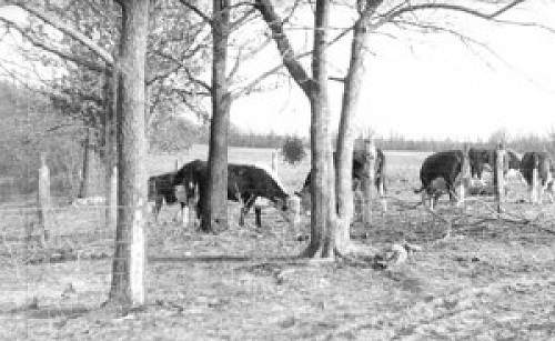 18 Cows in Field