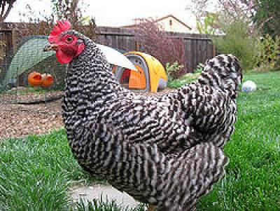 37 Barred Rock Hen