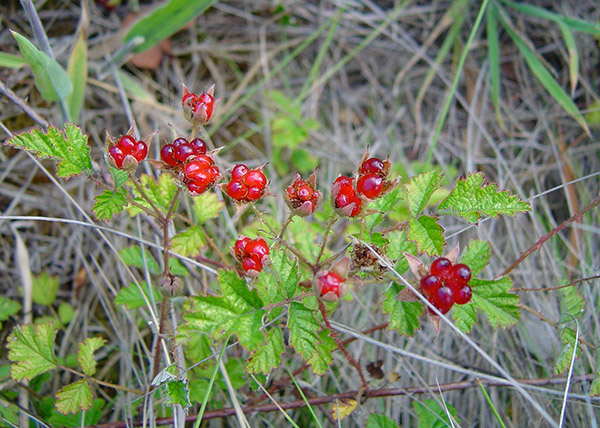 07 Cuthbert Raspberries